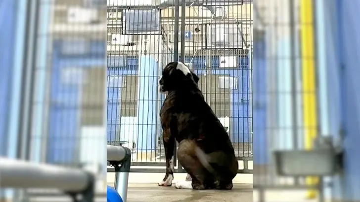 Feel the Pain of a Dog Left Behind and Hoping for Love