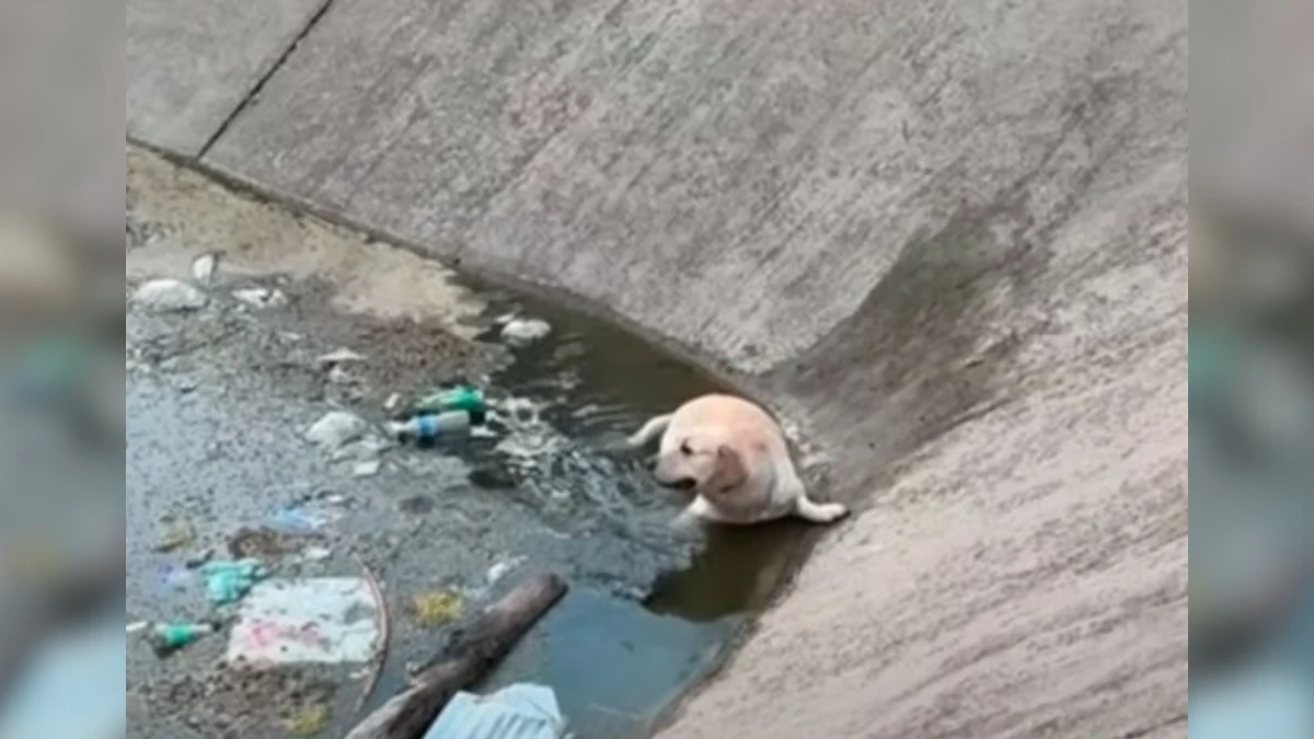 From Despair to Joy A Pup’s Heartwarming Rescue 1 From Despair to Joy A Pup’s Heartwarming Rescue