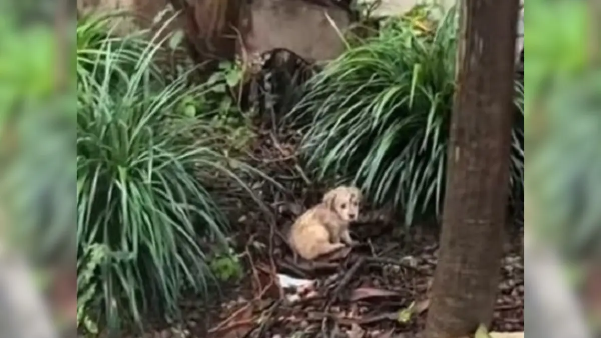 From Rain and Tears to Warmth and Love