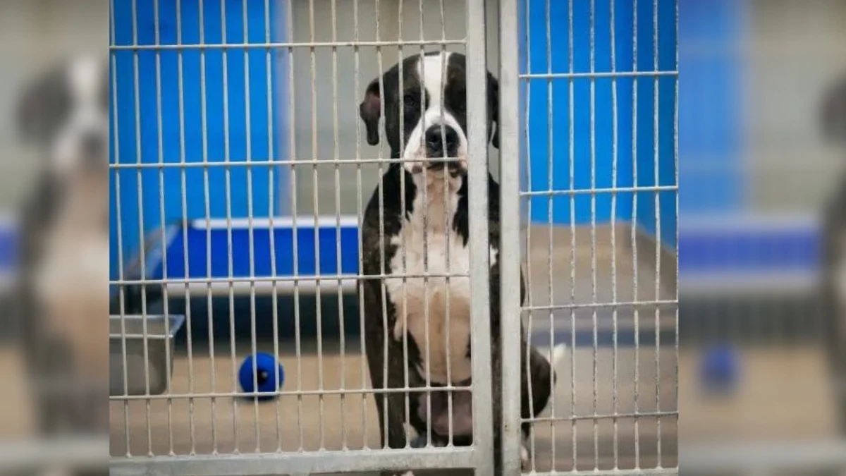 Heartbreaking Moment When This Dog Sees All His Friends Adopted (1)