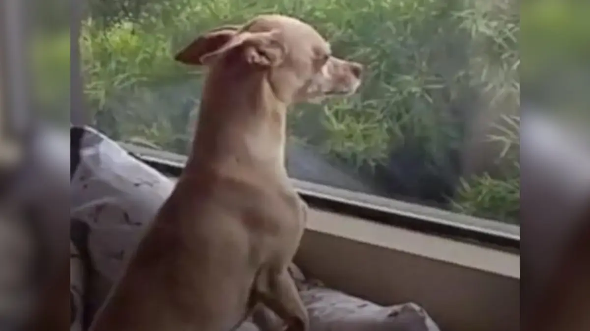 Heartbroken Dog Escapes New Home to Reunite with Foster Mom