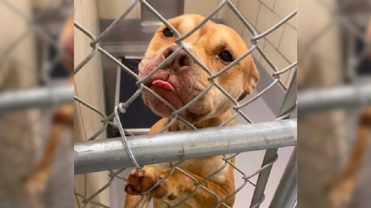 Heartbroken Dog Finds Her Miracle Rescue