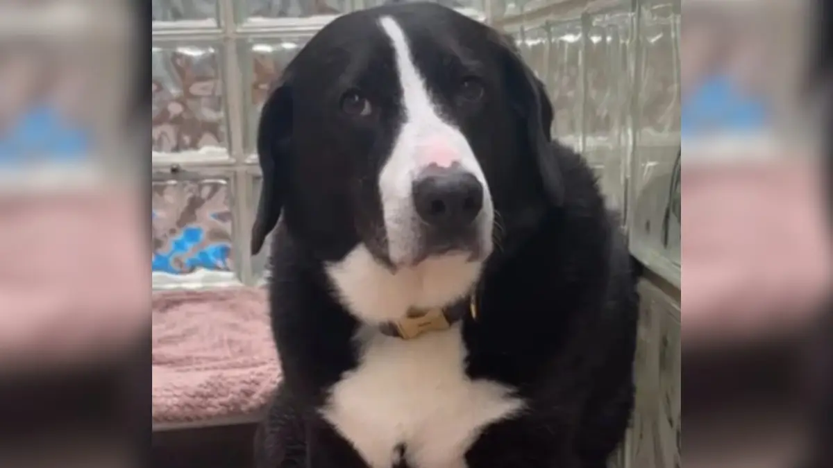 Heartbroken Dog Left Wondering Why His Family Left Him After 8 Years