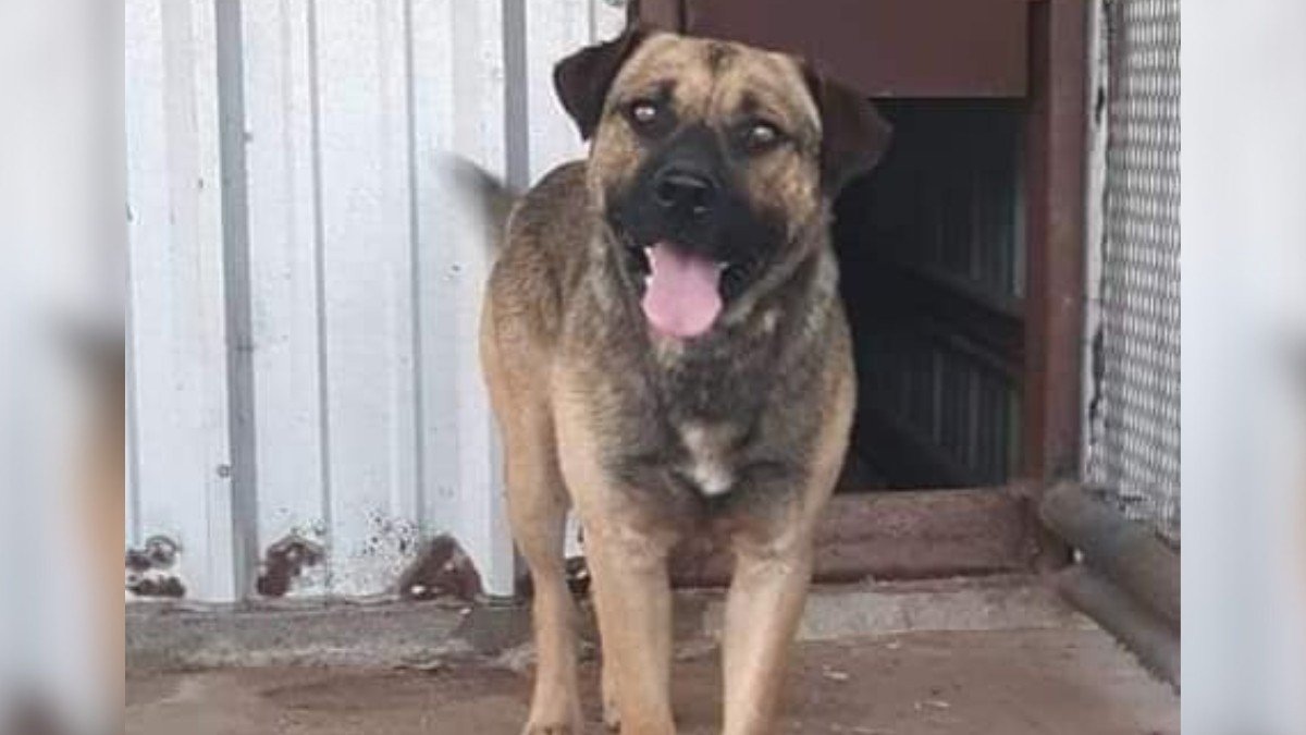 Heartbroken Dog Left to Die Finds the Loving Home He Deserves