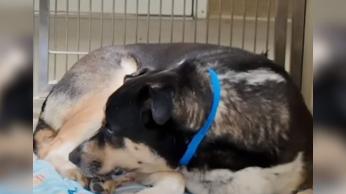 Heartbroken Dog Stares at the Wall After Being Returned to Shelter 1 Heartbroken Dog Stares at the Wall After Being Returned to Shelter