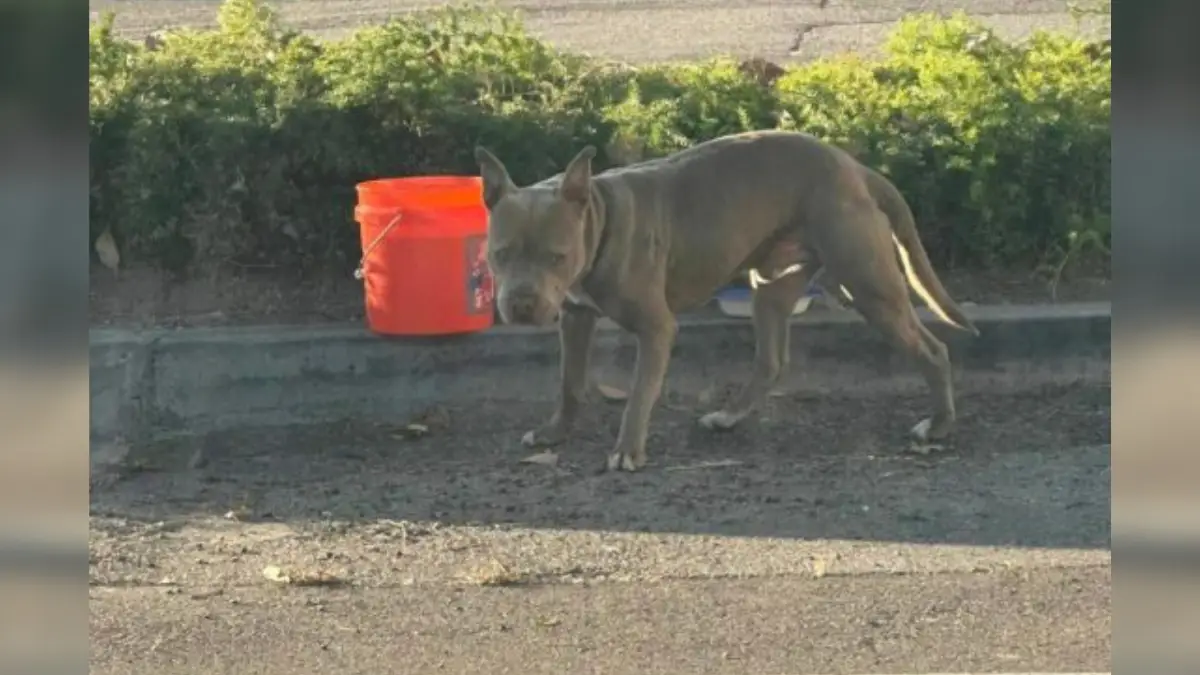 Heartbroken Dog Tossed From Car Leaves Rescuers in Tears