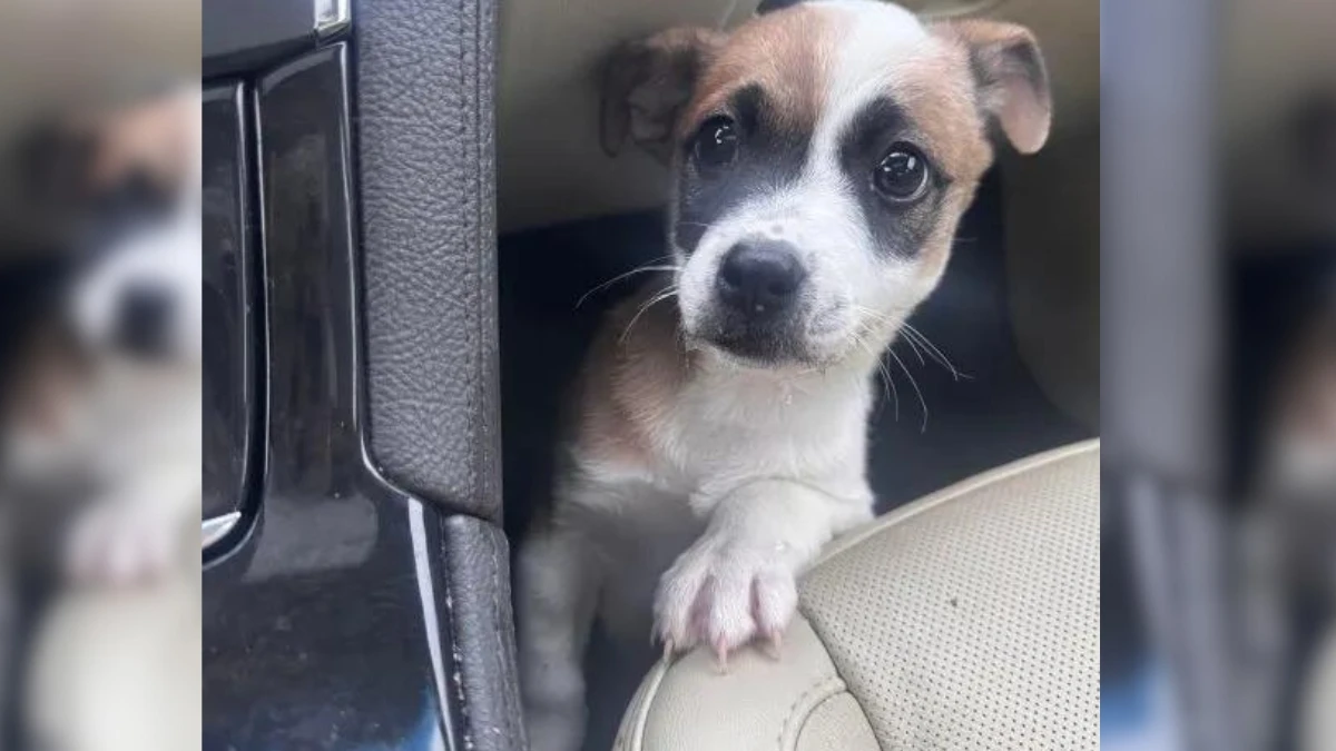Heartbroken Driver Discovers Abandoned Puppy and Rushes to Help