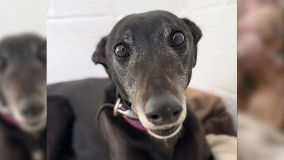 Heartbroken Family Gives Up Beloved Dog Due to New Baby