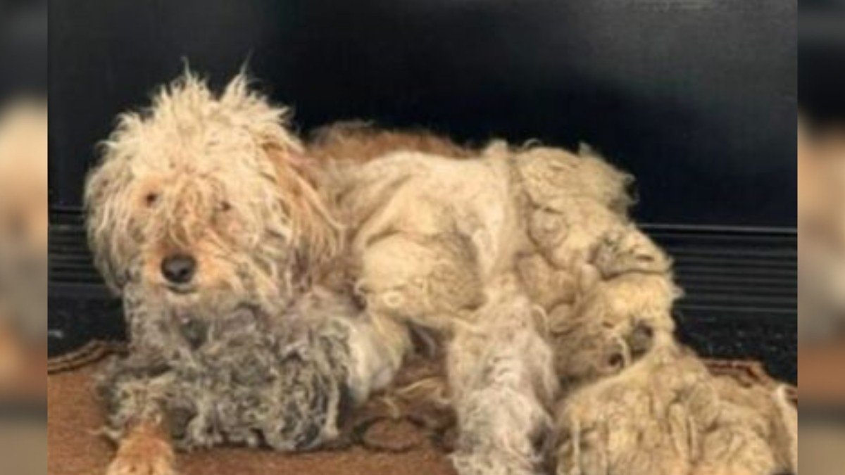 Heartbroken Homeowner Finds Desperate Dog on Doorstep