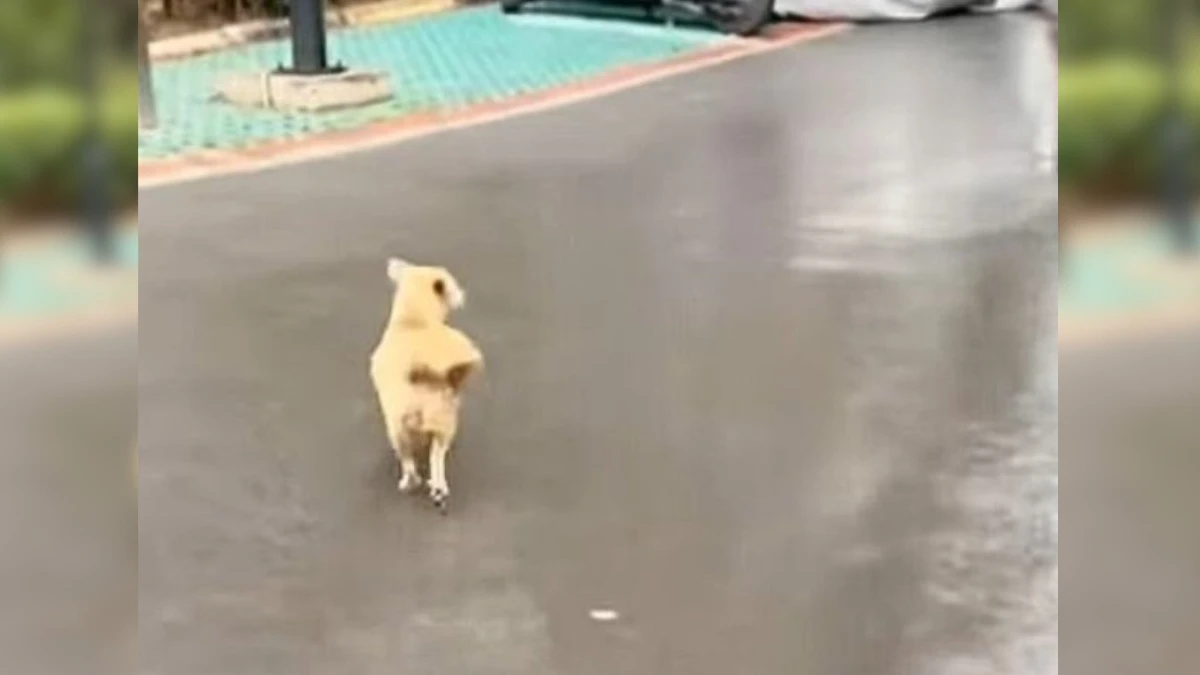 Heartbroken Mama Dog Begs for Help But Is Ignored