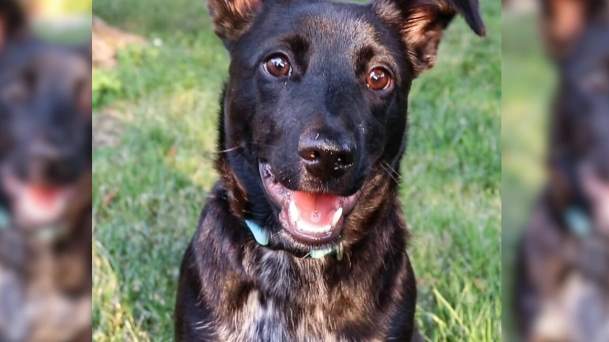 Heartbroken Man Finds Joy Again with a Special Pup After Losing His Beloved Dog