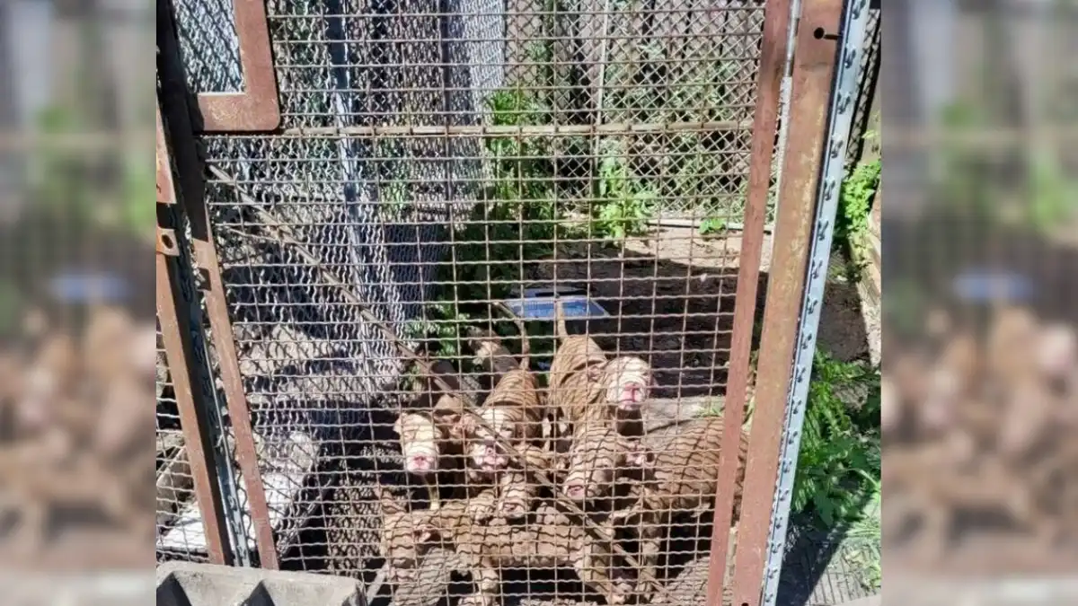 Heartbroken Man Finds Litter of Helpless Puppies on Thrown-Out Mattress