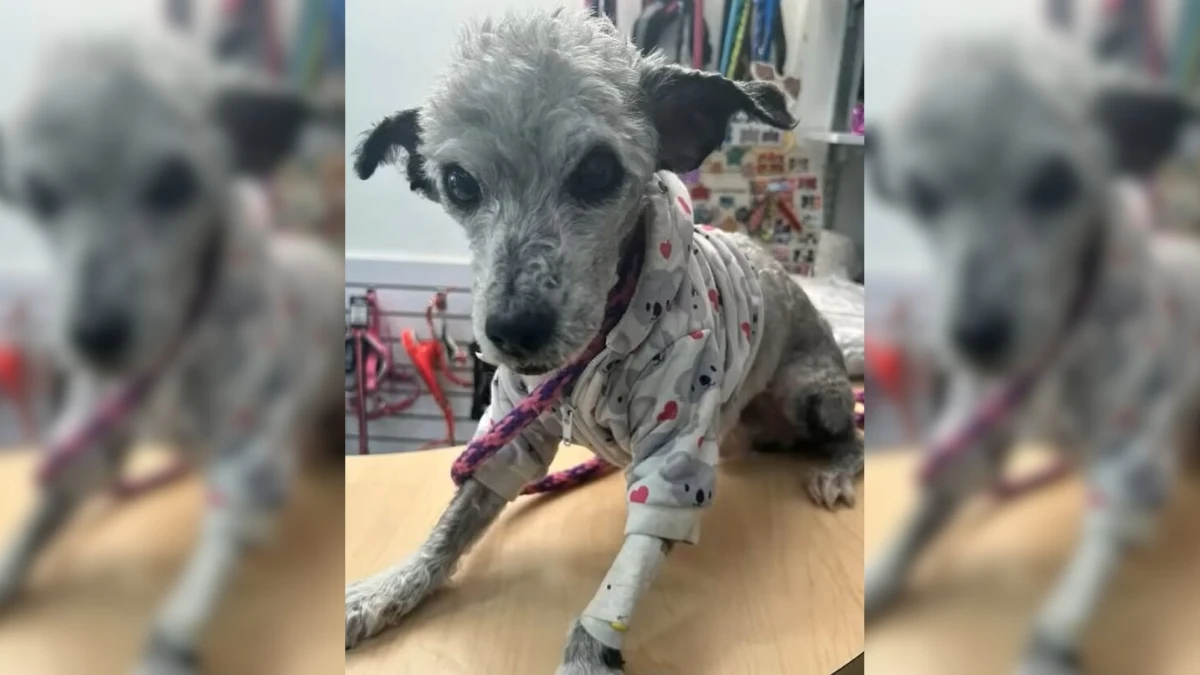 Heartbroken Neighbors Spot Two Desperate Pups on Rooftop Crying for Help