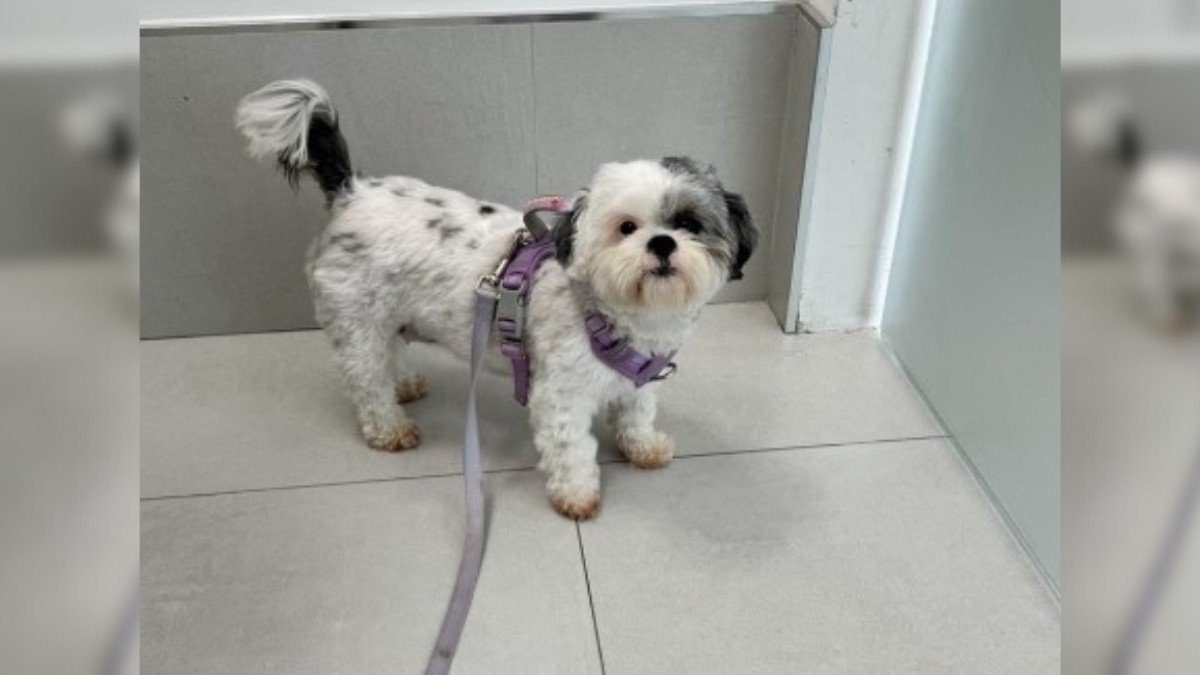 Heartbroken Owner Learns the Truth About Her Dog’s Illness