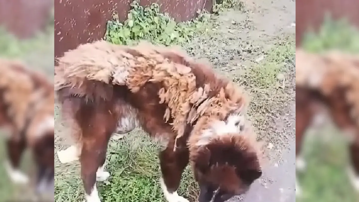 Heartbroken Pup Abandoned on Road Waits with Hopeful Eyes