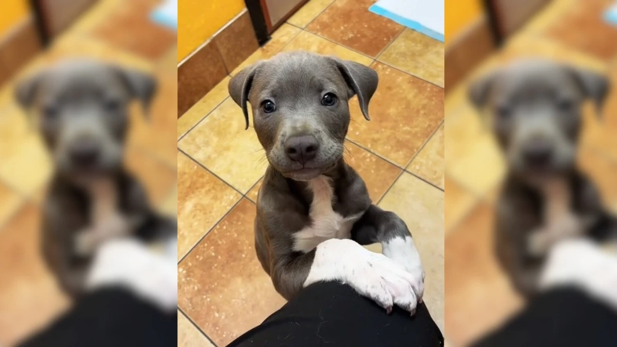 Heartbroken Pup Left Alone at Vet for 3 Days