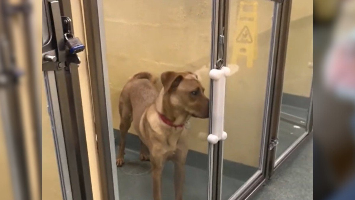 Heartbroken Pup Searching for a Loving Home After Three Returns