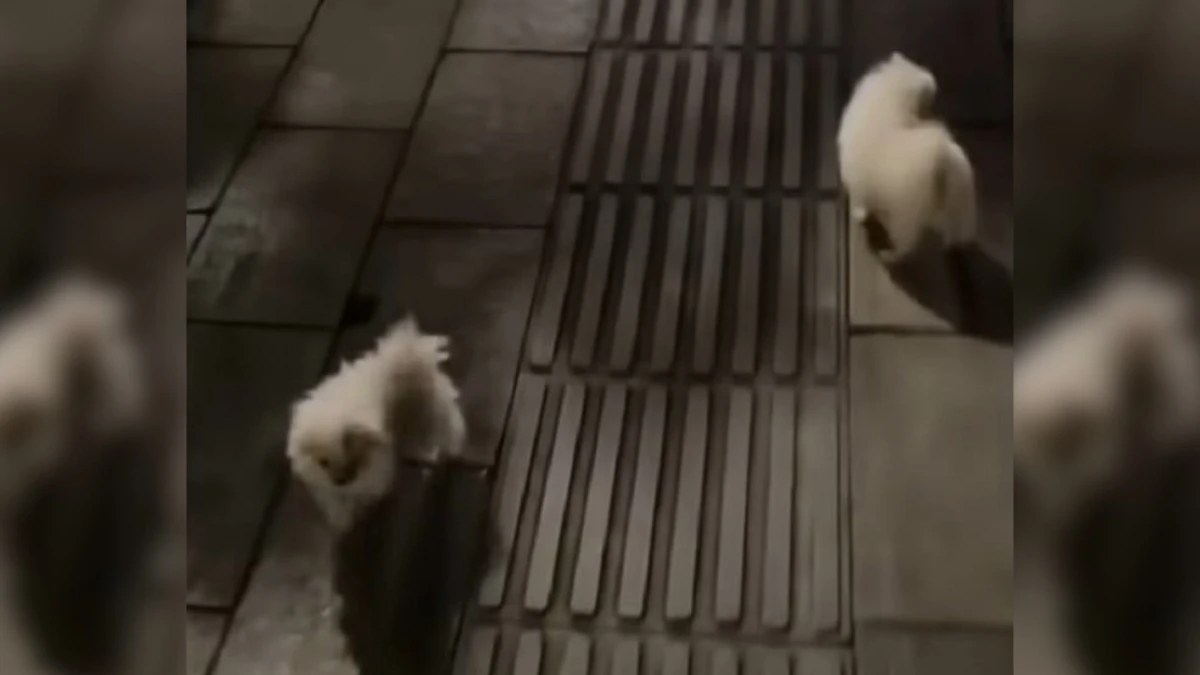 Heartbroken Puppies Chase Hope in the Park