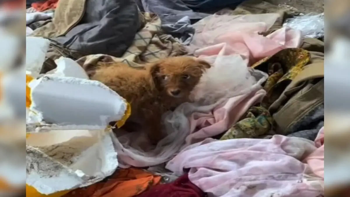 Heartbroken Puppy Left in Trash Hangs His Head, Begging for Love