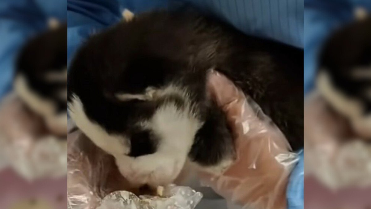 Heartbroken Puppy Left on Highway Finds His Hero