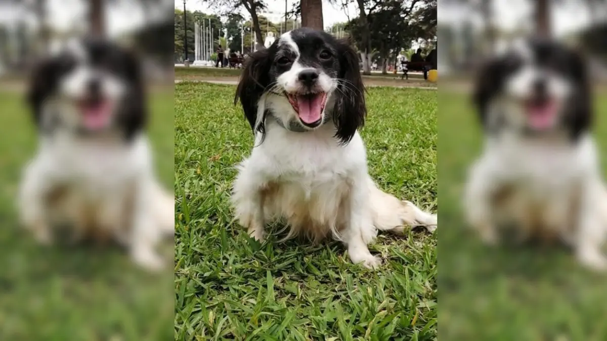 Heartbroken Rescuers Discover Abandoned, Sick Pup Lying Motionless on the Street