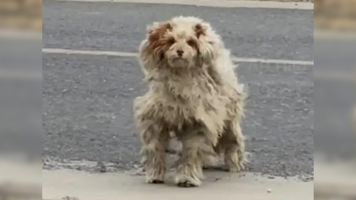 Heartbroken Woman Rescues Matted Dog from Busy Road