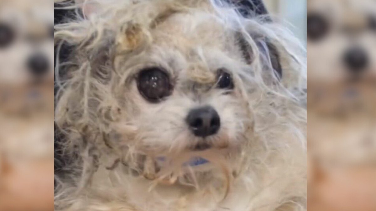 Heartfelt Transformation Chewie's Amazing Makeover