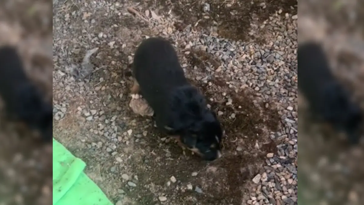 Heartwarming Reason Behind Rescue Pup’s Escape