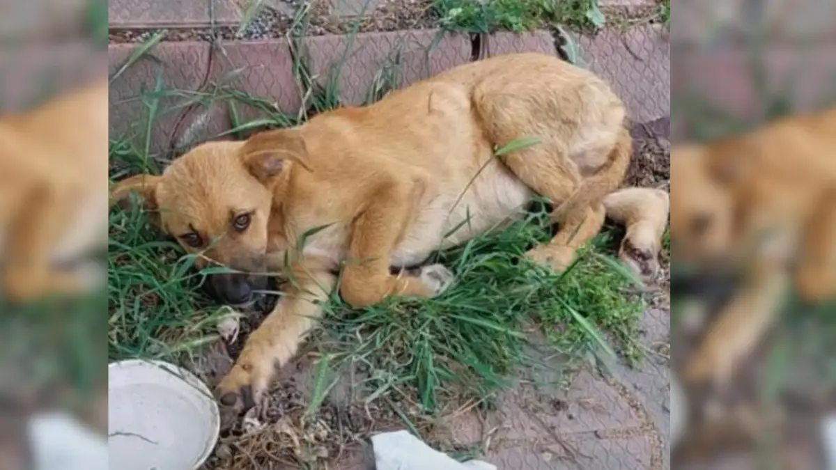 Heartwarming Rescue An Adorable Puppy’s Journey to Recovery