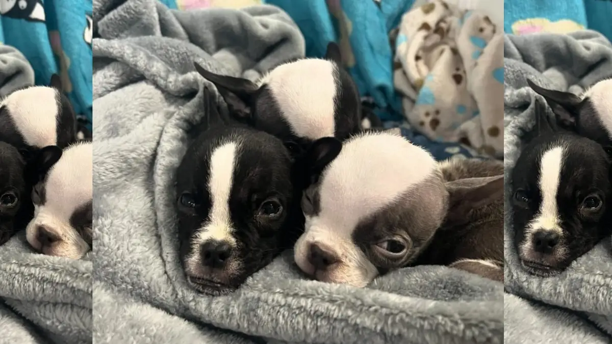 Heartwarming Rescue Turns to Heartache for Abandoned Puppies