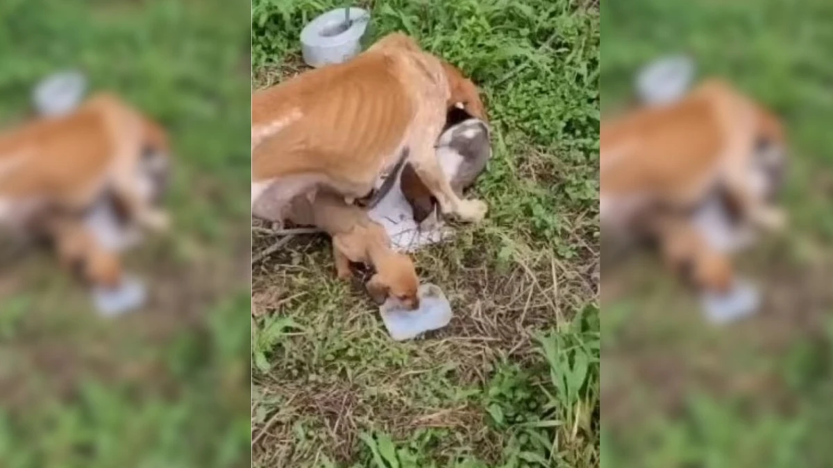Helpless Mama Dog and Her Puppies Saved by Kindhearted Rescuers