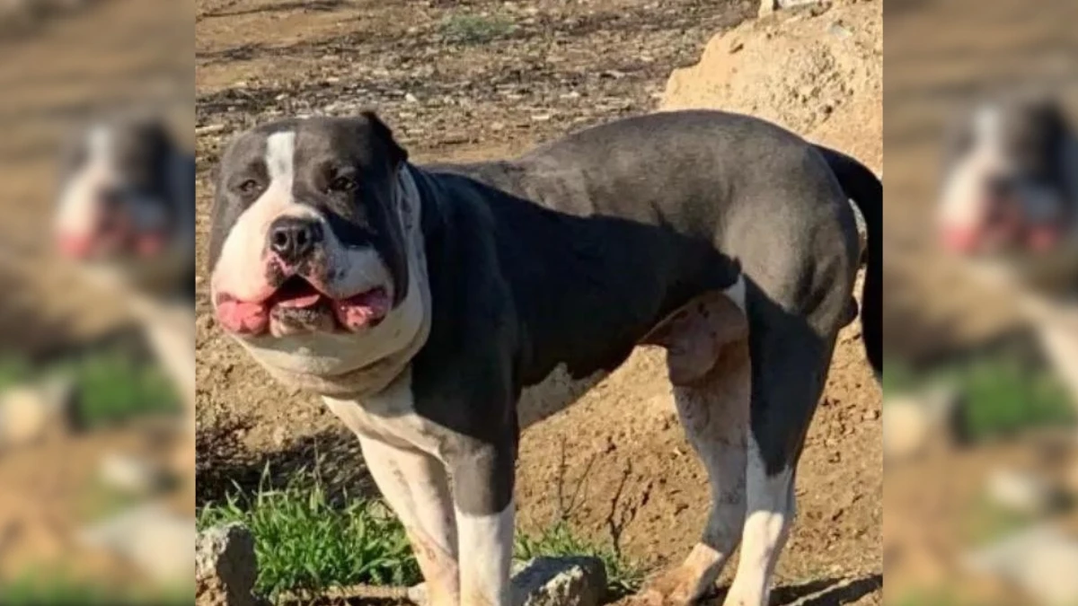 Hero Rescues Dog with Swollen Face and Uncovers Sad Reality