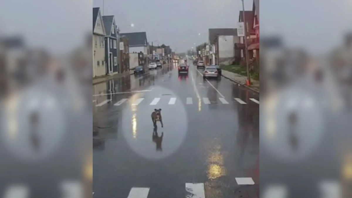 Heroic Bus Driver Rescues Wet Puppy on Rainy Day