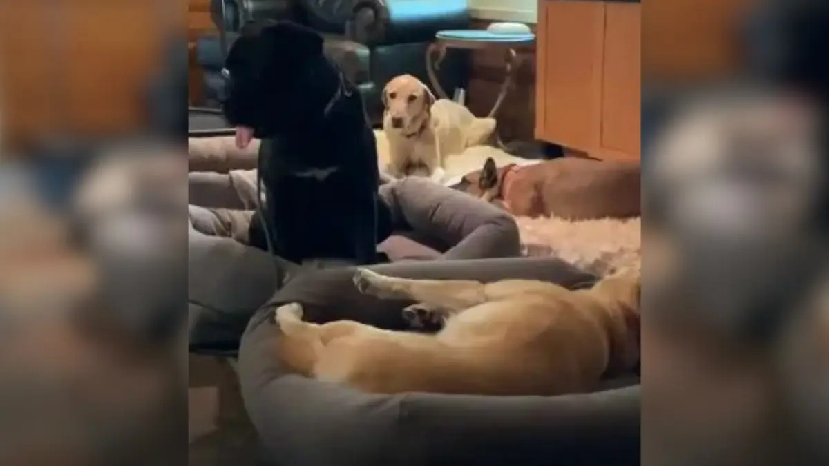 Hiker's Heart Stops as She Spots Mysterious Creature on Her Path