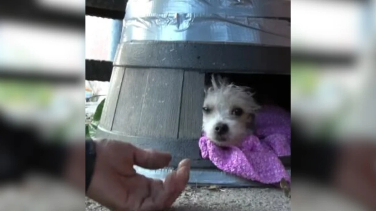 Kind Stranger Risks It All to Save Injured Dog's Life 1 Kind Stranger Risks It All to Save Injured Dog's Life