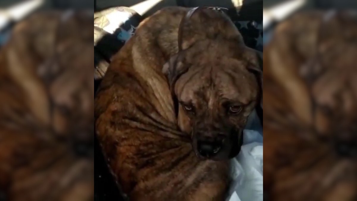 Left to Suffer, Brave Pup Overcomes Serious Illness