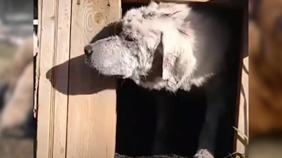 Lonely Dog Left Behind Finds a Loving Home