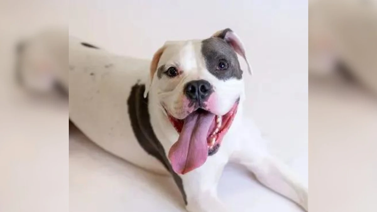 Lonely Shelter Dog Waits in Heartache as Friends Find Homes