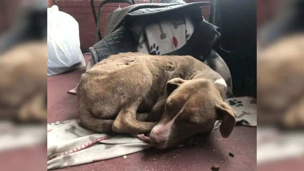 Lonely and Hurting, a Homeless Pup Discovers Hope on a Porch 1 Lonely and Hurting, a Homeless Pup Discovers Hope on a Porch