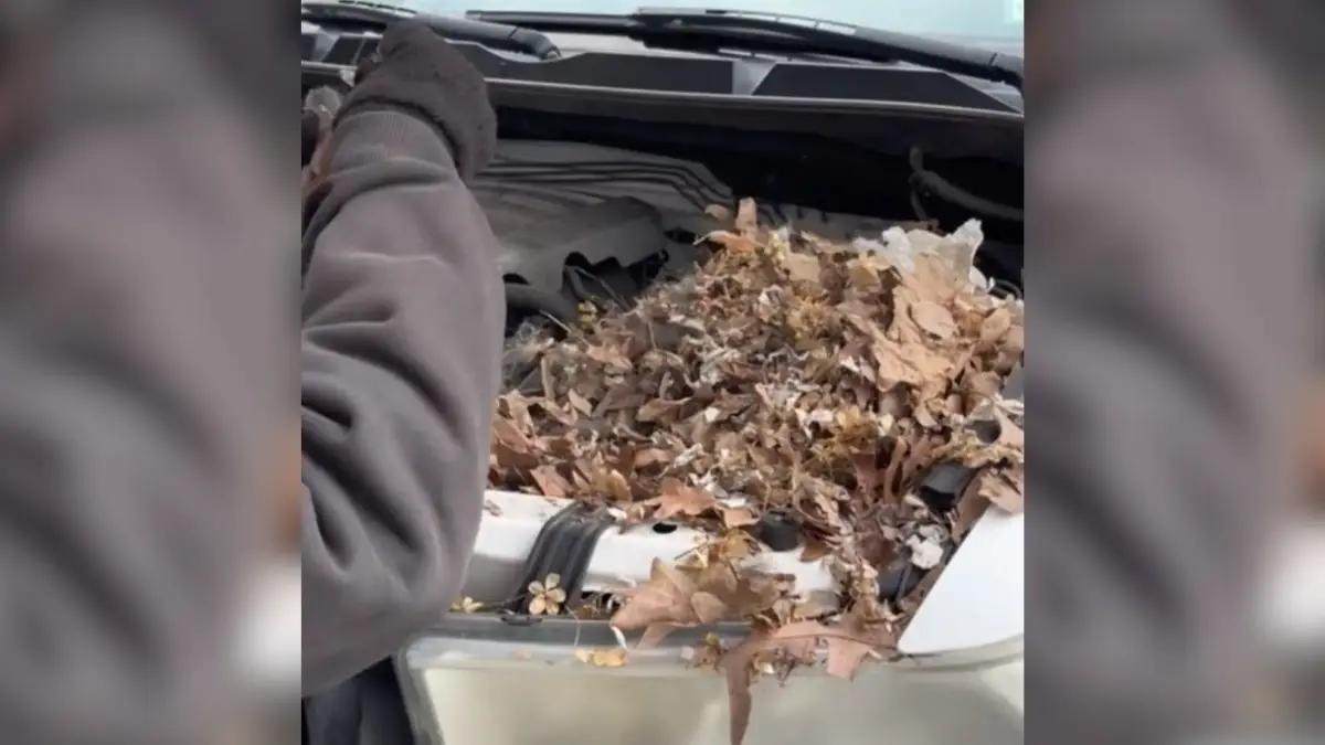 Long Island Man Discovers Heartwarming Surprise Under His Car Hood After Months of Idle Time