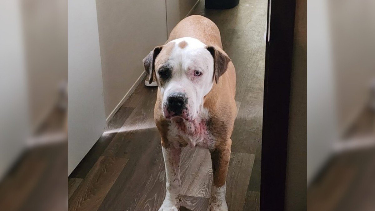 Lost Dog Found After 7 Years Through a Facebook Miracle