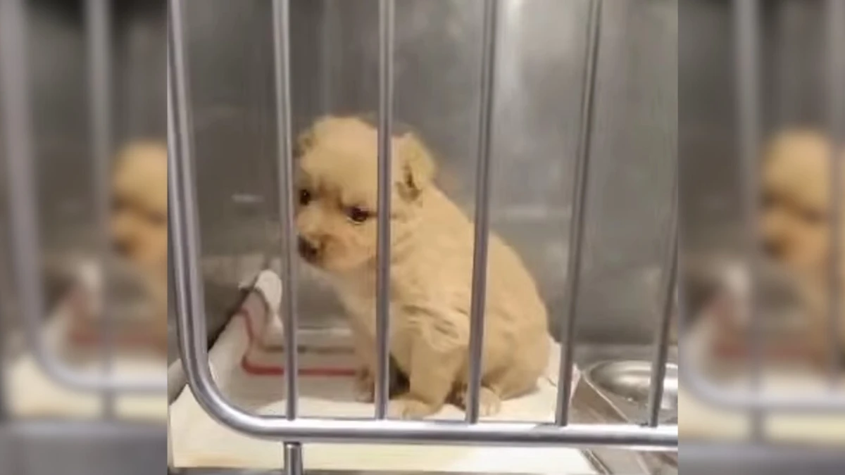 Lost Puppy and Kitten in a Box Find Their Forever Home