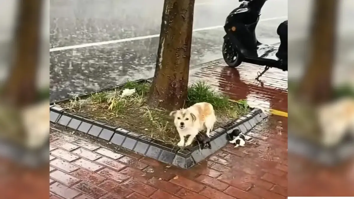 _Lost and Found Mama Dog and Puppies' Heartwarming Reunion