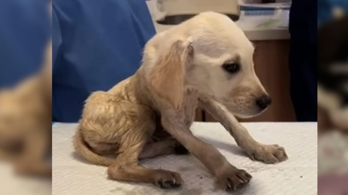 Loud Cries from Trash Bin Unveil Unimaginable Discovery