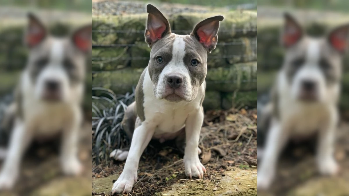 Loving Foster Parents Help Puppy With Swimmer Syndrome Run Again 1 Loving Foster Parents Help Puppy With Swimmer Syndrome Run Again