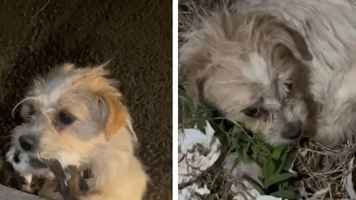 Mama Dog's Heartbreaking Plea for Her Babies Shocks Rescuers