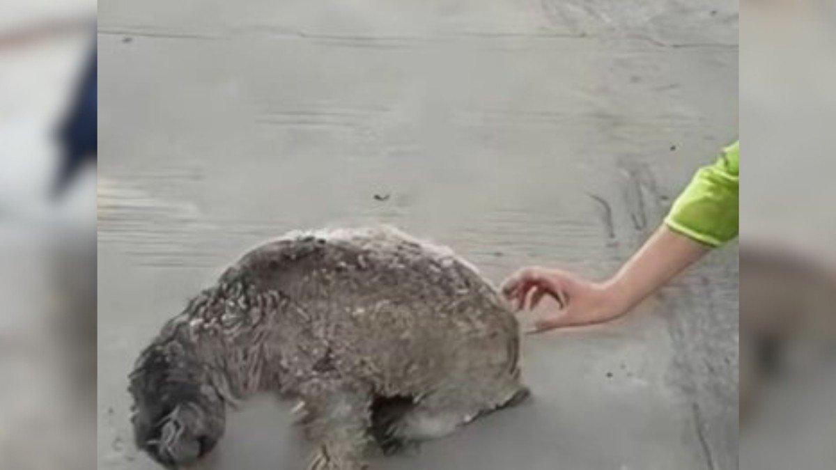 Man Sees Struggling Dog on Road and Immediately Helps