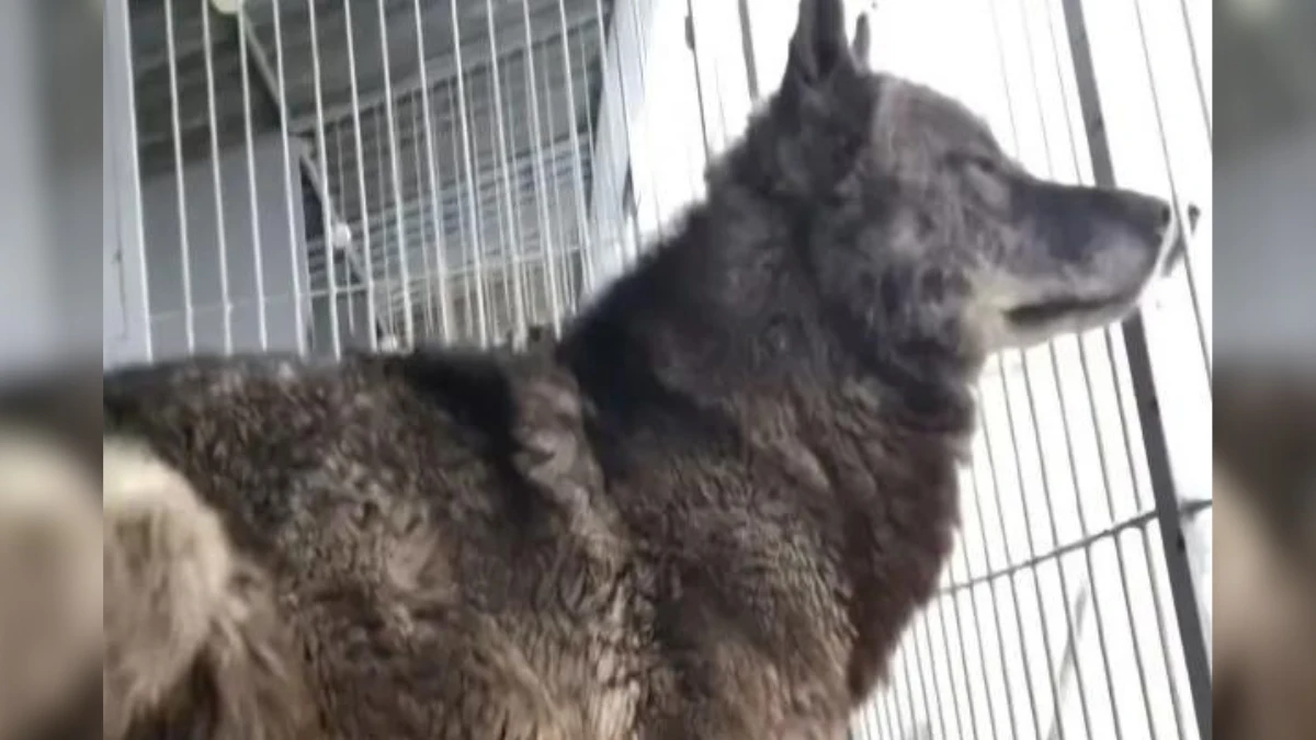 Man and His Giant Wolf Share an Unbreakable Bond