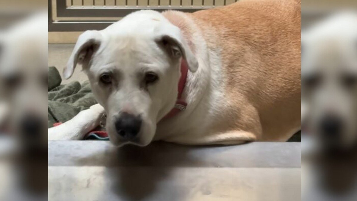 Man's Song Heals Abandoned Dog, Touching Hearts