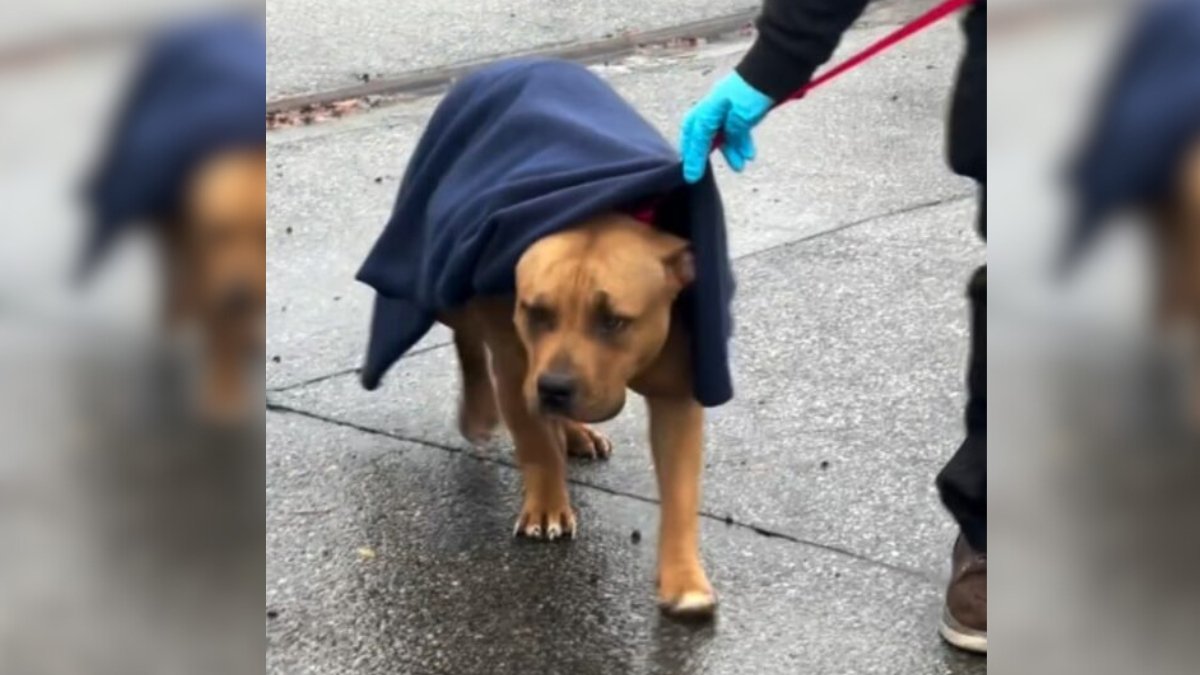 Minutes from Death, Pregnant Pit Bull Gets a New Lease on Life